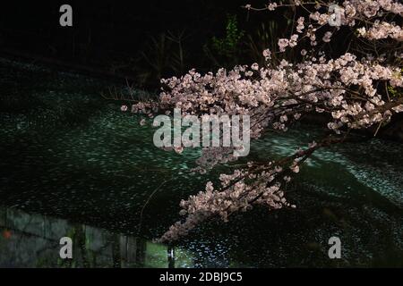 De Chidorigafuchi qui va voir des cerisiers en fleurs la nuit. Lieu de tournage : zone métropolitaine de Tokyo Banque D'Images