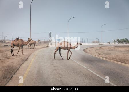 Troupeau de chameaux sauvages est de traverser la route près de Mascate, Oman Banque D'Images