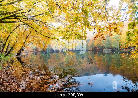 Couleurs d'automne. Feuilles mortes colorées dans le lac. Paysage magnifique. Parc naturel. Yedigoler. Bolu, Istanbul, Turquie. Banque D'Images