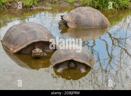 Réserver tortue sur ferme privée dans les hautes terres de l'île de Santa Cruz. Banque D'Images