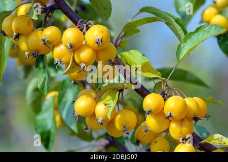 Zier-Apfel (Malus 'Golden Hornet') Banque D'Images