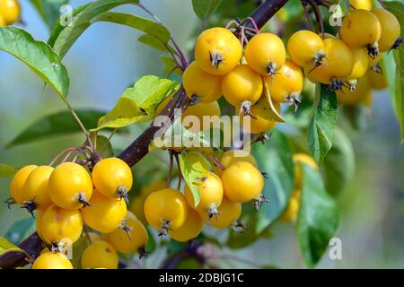 Zier-Apfel (Malus 'Golden Hornet') Banque D'Images