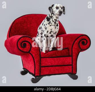 Dalmatien debout sur la chaise rouge avec fond blanc Banque D'Images