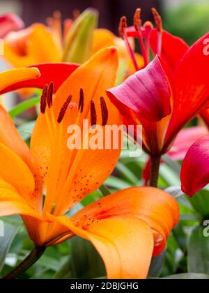 collecte de pollen sur un nénuphar en gros plan Banque D'Images