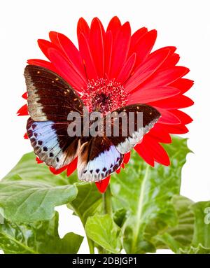 Papillon d'archiduc Lexias pardalis sur Gerbera rouge Daisy Banque D'Images