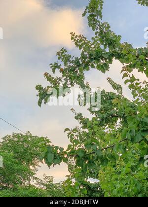 abricot avec fruits sur la branche à l'époque du coucher du soleil Banque D'Images