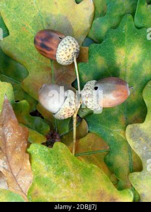 Acorns sur les feuilles de chêne coloré, acorns sur les feuilles mortes macro, acorns sur les feuilles jaune, marron et verte, macro photographie, image de stock Banque D'Images