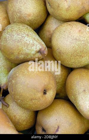 Pyrus Communis « Général Leclerc » Banque D'Images