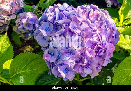 Hydrangea macrophylla connue sous le nom de bigleaf, French ou cyclomohead hydrangea, Penny mac et hortensia Banque D'Images