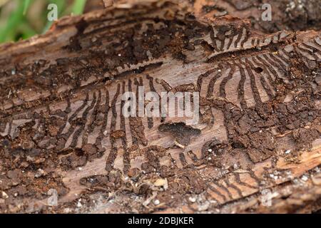 Coléoptère européen de l'écorce d'épinette dans une épicéa de la forêt Banque D'Images