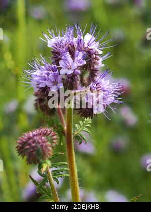 Gros plan des jolies fleurs violettes de la tacie Phacelia, Phacelia tanacetifolia, dans un jardin Banque D'Images