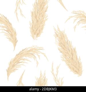 Motif vectoriel sans couture Golden Pampas grass. Panicule en argent Cortaderia selloana. Herbe ornementale florale. Plumes de la tête de fleur, pour papier peint, Banque D'Images