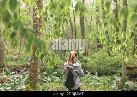 Femme randonnée en forêt, West Greenwich, Rhode Island, Etats-Unis Banque D'Images