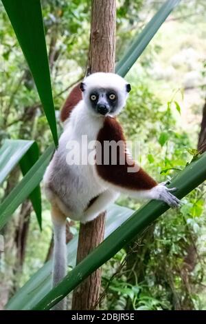 Un portrait d'un lémurien Sifaka dans la forêt tropicale Banque D'Images