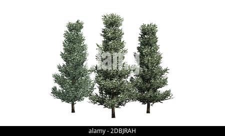 Fraser Fir dans un groupe d'arbres d'hiver - isolé sur fond blanc Banque D'Images