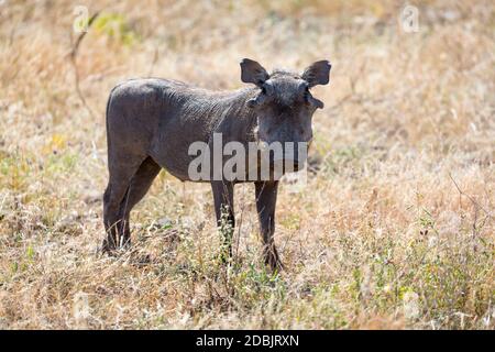 Le portrait d'un warthog au milieu d'un paysage d'herbe Banque D'Images