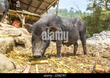 Cochon noir à Sapa, au Laos, au Vietnam, en été Banque D'Images