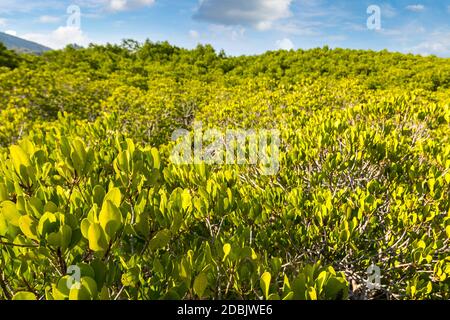 Forêt de mangroves au parc national de Khao Sam Roi Yot, Thaïlande en été Banque D'Images