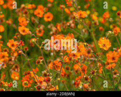 Joli Geum orange vif fleurs dans un jardin, variété totalement Tangerine Banque D'Images