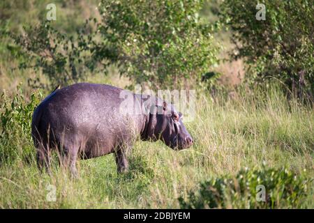 Un hippopotame court sur une prairie Banque D'Images