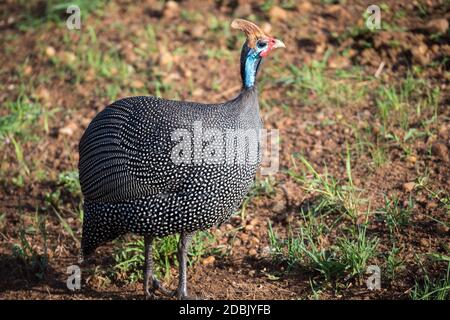 Un oiseau autochtone avec un plumage tacheté dans la savane kenyane Banque D'Images