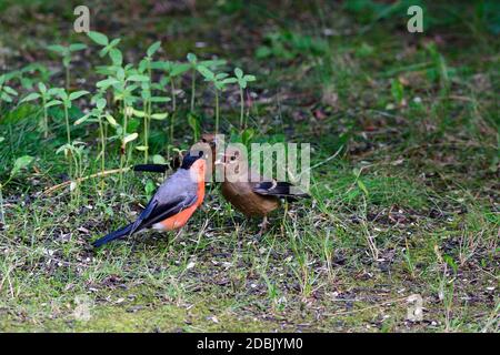 Famille de la bullfinch eurasienne en attente de nourriture Banque D'Images