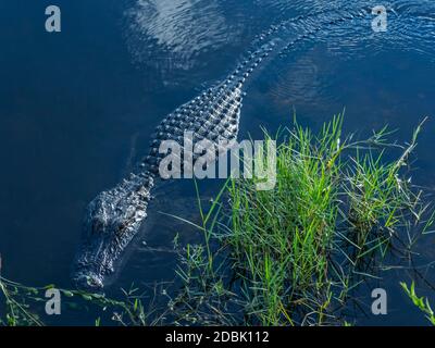 Alligator nageant à Swamp, Géorgie, États-Unis Banque D'Images