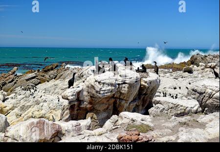 Cape Cormorants à la plage de Boulders dans la ville de Simon sur le Péninsule du Cap en Afrique du Sud Banque D'Images
