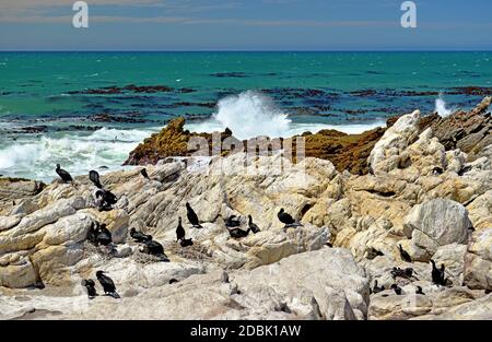 Cape Cormorants à la plage de Boulders dans la ville de Simon sur le Péninsule du Cap en Afrique du Sud Banque D'Images
