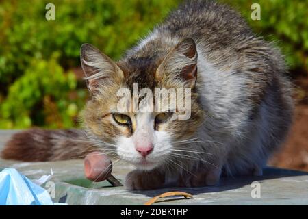 Un mince chat errant assis sur une poubelle à Madère, au Portugal. Banque D'Images