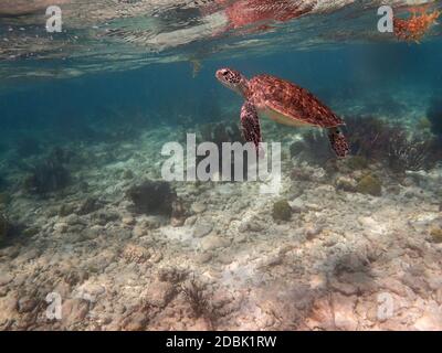 Tortue de mer nageant sous l'eau, Grecian Rocks, Key Largo, Florida Keys, Floride, ÉTATS-UNIS Banque D'Images