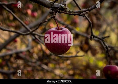 pomme simple rouge accrochée à l'arbre Banque D'Images