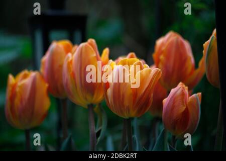 Tulip Banque D'Images