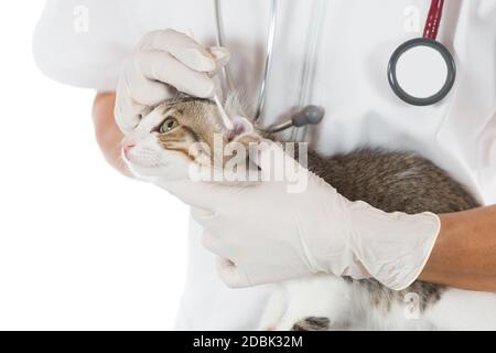 Vétérinaire effectuant un nettoyage d'oreille d'un chat en clinique Banque D'Images