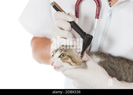 Effectuer un examen vétérinaire d'oreilles d'un chat en clinique Banque D'Images