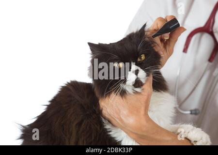 Effectuer un examen vétérinaire d'oreilles d'un chat en clinique Banque D'Images