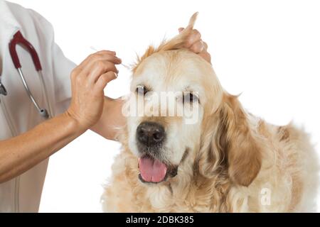 L'exécution d'un vétérinaire oreilles nettoyage d'un Golden Retriever à la clinique Banque D'Images