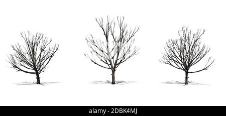 Ensemble d'arbres Bradford Pear en hiver avec ombre sur le sol - isolé sur fond blanc Banque D'Images