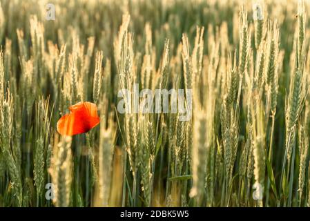 Einzelner blühender Mohn in einem Gerstenfeld Banque D'Images