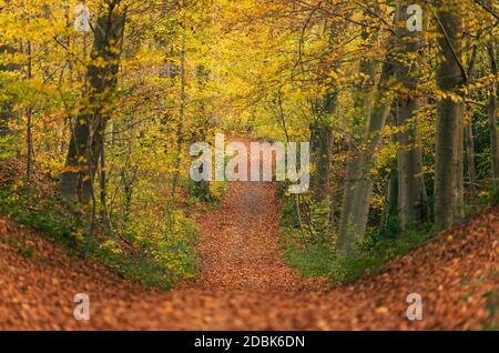 Un chemin ci-dessous recouvert de feuilles tombées mène à la forêt habillée dans les couleurs de l'automne. Banque D'Images