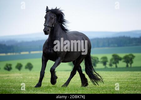 Course galloop noir cheval de Frise Banque D'Images