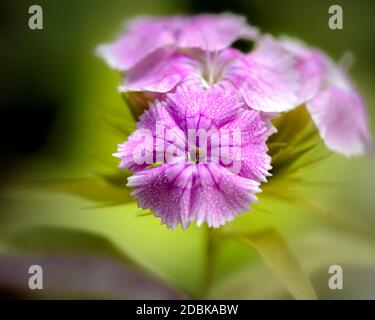 Fleurs de la nation turque en gros plan, dans un environnement naturel, foyer sélectif Banque D'Images