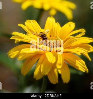 une abeille est assise sur une fleur jaune, en gros plan, au soleil Banque D'Images