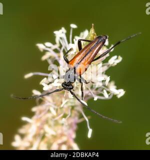 un coléoptère de barbel se trouve sur une fleur blanche, en gros plan Banque D'Images