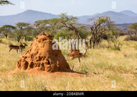 Le grand anthill derrière lequel gerenuk se cache Banque D'Images