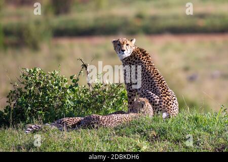 La mère de cheetah avec deux enfants dans la savane kenyane Banque D'Images