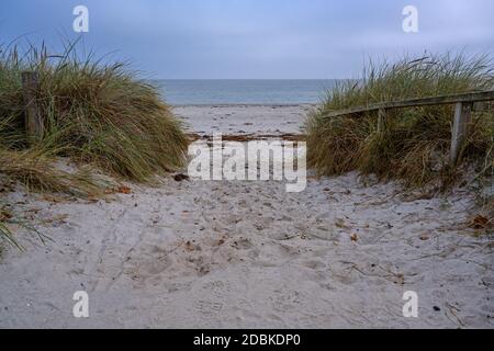 Sentier de plage à travers les dunes de sable avec l'herbe de maram (Ammophila arenaria) À la plage vide pendant la pandémie de coronavirus à la Baltique Mer sur un haz Banque D'Images