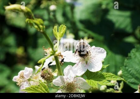 Bumblebee dans un blackberry Bloom en juin Banque D'Images