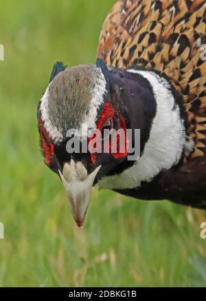 Pheasant à col annulaire (Phasianus colchicus) gros plan de la tête mâle Eccles-on-Sea, Norfolk, Royaume-Uni Octobre Banque D'Images