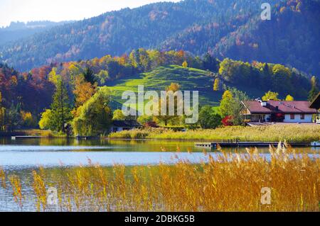 Lac avec collines et montagnes avec forêt d'automne et une ferme et roseaux jaune doré en premier plan Banque D'Images